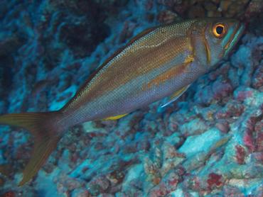 Smalltoothed Jobfish - Aphareus furca - Rangiroa, French Polynesia