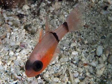 Barred Cardinalfish - Apogon binotatus - British Virgin Islands