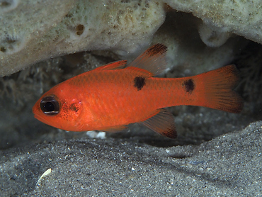 Twospot Cardinalfish - Apogon pseudomaculatus - Blue Heron Bridge, Florida