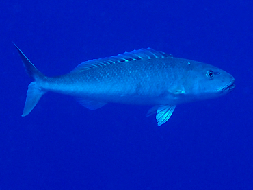 Green Jobfish - Aprion virescens - Great Barrier Reef, Australia