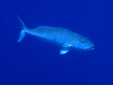 Green Jobfish - Aprion virescens - Great Barrier Reef, Australia