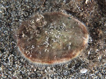 Cake Sand Dollar - Arachnoides placenta - Komodo, Indonesia
