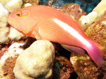 Arc-Eye Hawkfish - Paracirrhites arcatus - Maui, Hawaii