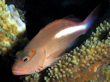 Arc-Eye Hawkfish - Paracirrhites arcatus - Great Barrier Reef, Australia