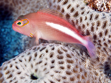 Arc-Eye Hawkfish - Paracirrhites arcatus - Great Barrier Reef, Australia