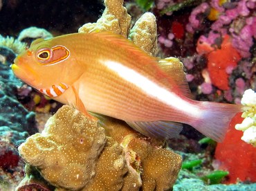 Arc-Eye Hawkfish - Paracirrhites arcatus - Palau