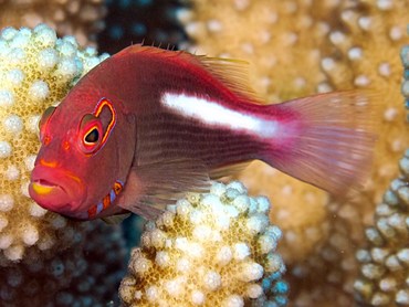 Arc-Eye Hawkfish - Paracirrhites arcatus - Yap, Micronesia