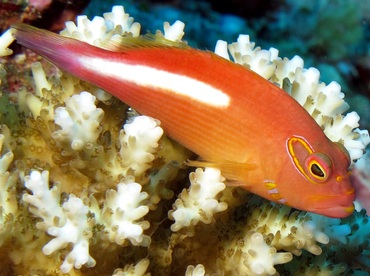 Arc-Eye Hawkfish - Paracirrhites arcatus - Palau