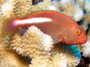 Arc-Eye Hawkfish - Paracirrhites arcatus - Maui, Hawaii