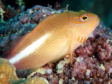 Arc-Eye Hawkfish - Paracirrhites arcatus - Fiji