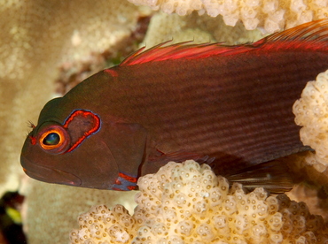 Arc-Eye Hawkfish - Paracirrhites arcatus - Big Island, Hawaii