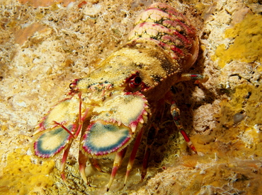Small Spanish Lobster - Arctides guineensis - The Exumas, Bahamas
