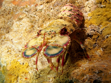 Small Spanish Lobster - Arctides guineensis - The Exumas, Bahamas