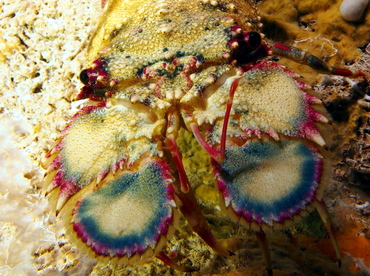 Small Spanish Lobster - Arctides guineensis - The Exumas, Bahamas