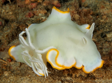 Heron Ardeadoris - Ardeadoris egretta - Anilao, Philippines