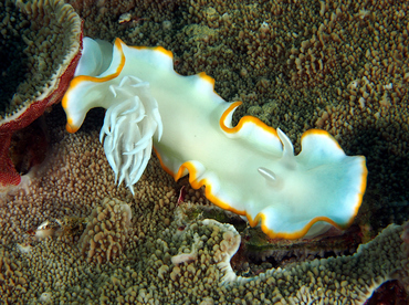 Heron Ardeadoris - Ardeadoris egretta - Wakatobi, Indonesia