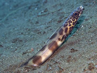 Barred Sand Conger - Ariosoma fasciatum - Bali, Indonesia