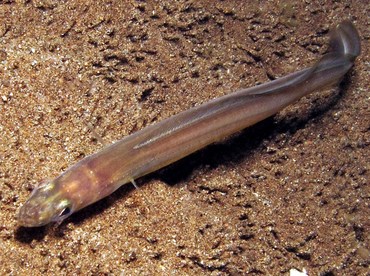 Scheele's Conger Eel - Ariosoma scheelei - Dumaguete, Philippines