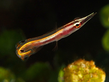 Arrow Blenny - Lucayablennius zingaro - Roatan, Honduras