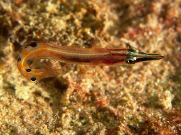 Arrow Blenny - Lucayablennius zingaro - Roatan, Honduras