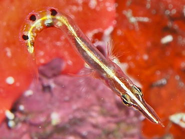 Arrow Blenny - Lucayablennius zingaro - Turks and Caicos