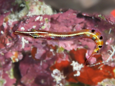 Arrow Blenny - Lucayablennius zingaro - Turks and Caicos