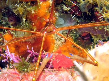 Yellowline Arrow Crab - Stenorhynchus seticornis - Roatan, Honduras