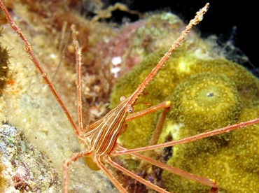 Yellowline Arrow Crab - Stenorhynchus seticornis - Bonaire