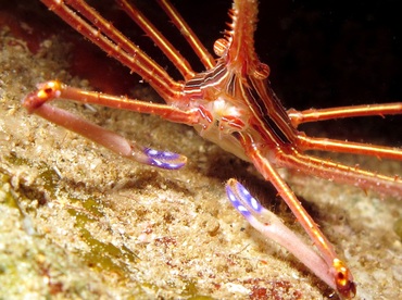 Yellowline Arrow Crab - Stenorhynchus seticornis - Nassau, Bahamas