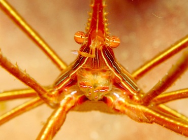 Yellowline Arrow Crab - Stenorhynchus seticornis - Cozumel, Mexico