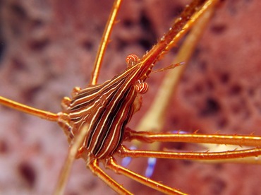 Yellowline Arrow Crab - Stenorhynchus seticornis - Cozumel, Mexico