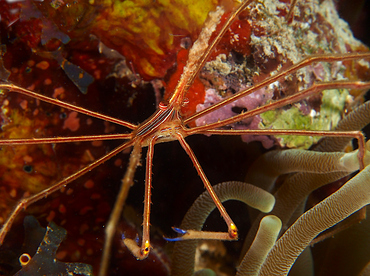 Yellowline Arrow Crab - Stenorhynchus seticornis - Roatan, Honduras