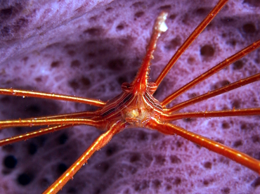 Yellowline Arrow Crab - Stenorhynchus seticornis - Cozumel, Mexico