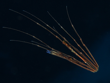 Yellowline Arrow Crab - Stenorhynchus seticornis - Cozumel, Mexico