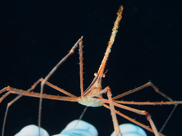 Yellowline Arrow Crab - Stenorhynchus seticornis - Cozumel, Mexico