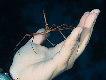 Yellowline Arrow Crab - Stenorhynchus seticornis - Cozumel, Mexico