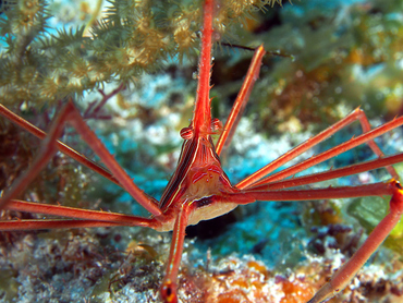 Yellowline Arrow Crab - Stenorhynchus seticornis - Cozumel, Mexico