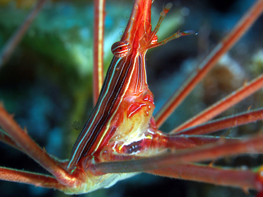 Yellowline Arrow Crab - Stenorhynchus seticornis - Cozumel, Mexico