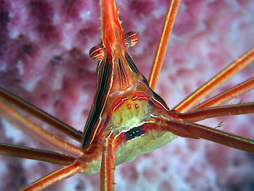 Yellowline Arrow Crab - Stenorhynchus seticornis - Cozumel, Mexico