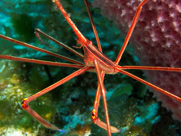 Yellowline Arrow Crab - Stenorhynchus seticornis - Cozumel, Mexico