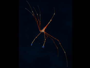 Yellowline Arrow Crab - Stenorhynchus seticornis - Cozumel, Mexico
