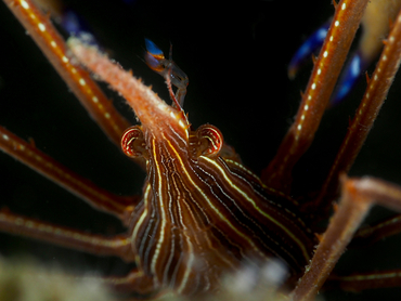 Yellowline Arrow Crab - Stenorhynchus seticornis - Blue Heron Bridge, Florida