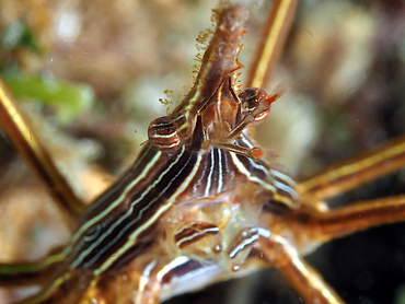 Yellowline Arrow Crab - Stenorhynchus seticornis - Blue Heron Bridge, Florida