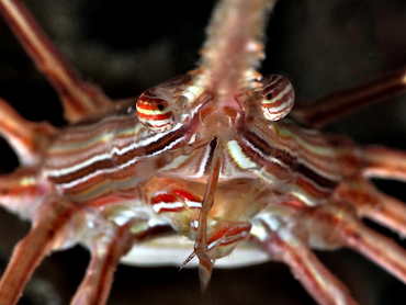 Yellowline Arrow Crab - Stenorhynchus seticornis - Cozumel, Mexico