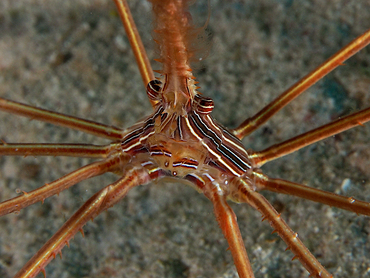 Yellowline Arrow Crab - Stenorhynchus seticornis - Turks and Caicos