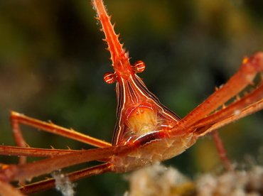 Yellowline Arrow Crab - Stenorhynchus seticornis - Eleuthera, Bahamas