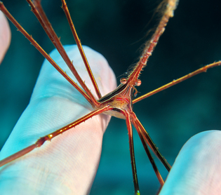 Yellowline Arrow Crab - Stenorhynchus seticornis - Bonaire