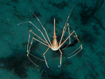 Yellowline Arrow Crab - Stenorhynchus seticornis - Palm Beach, Florida