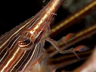 Yellowline Arrow Crab - Stenorhynchus seticornis - Palm Beach, Florida
