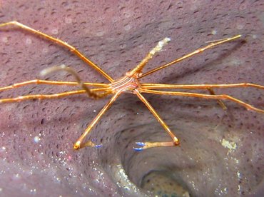 Yellowline Arrow Crab - Stenorhynchus seticornis - Cozumel, Mexico